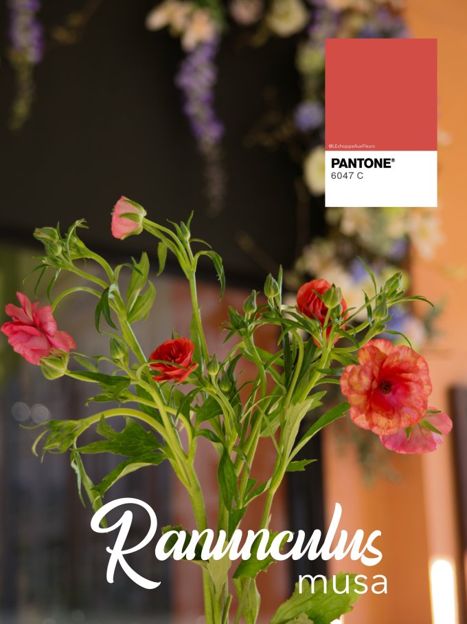 Fleurs de Mars photo 13